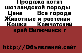 Продажа котят шотландской породы › Цена ­ - - Все города Животные и растения » Кошки   . Камчатский край,Вилючинск г.
